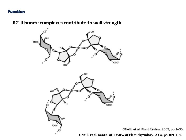 Function RG-II borate complexes contribute to wall strength ONeill, et al. Annual of Review