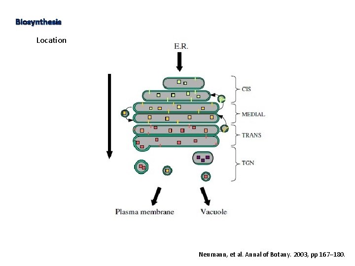 Biosynthesis Location Neumann, et al. Annal of Botany. 2003, pp 167– 180. 