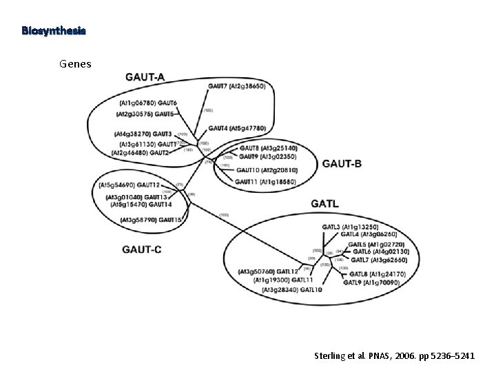 Biosynthesis Genes Sterling et al. PNAS, 2006. pp 5236– 5241 