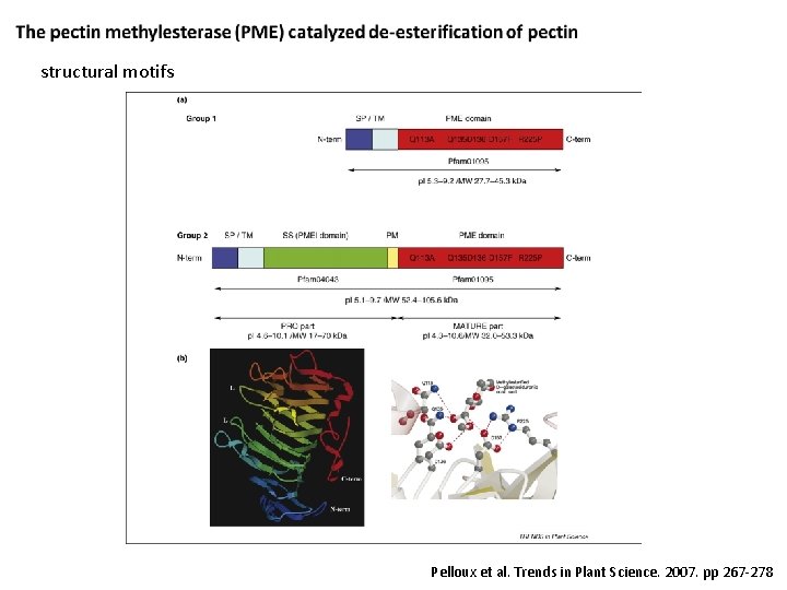 structural motifs Pelloux et al. Trends in Plant Science. 2007. pp 267 -278 