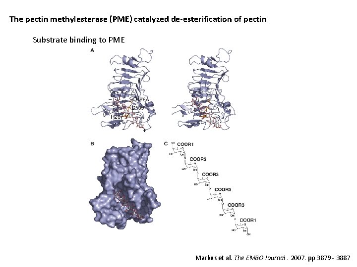 The pectin methylesterase (PME) catalyzed de-esterification of pectin Substrate binding to PME Markus et
