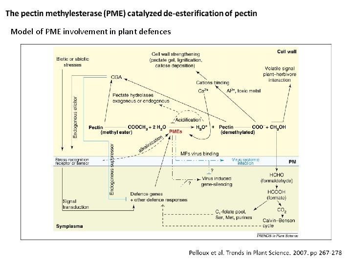 Model of PME involvement in plant defences 