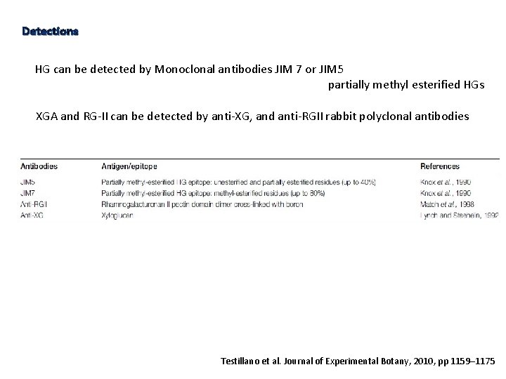 Detections HG can be detected by Monoclonal antibodies JIM 7 or JIM 5 partially