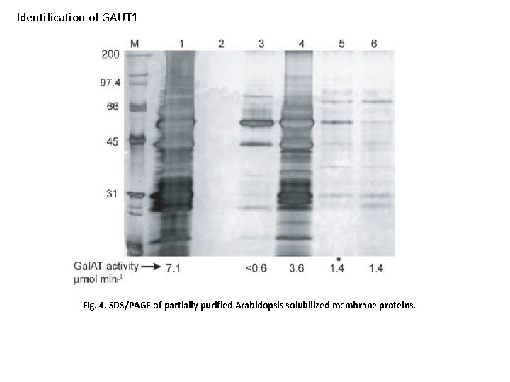 Identification of GAUT 1 Fig. 4. SDS/PAGE of partially purified Arabidopsis solubilized membrane proteins.