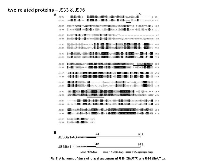 two related proteins – JS 33 & JS 36 Fig. 5. Alignment of the