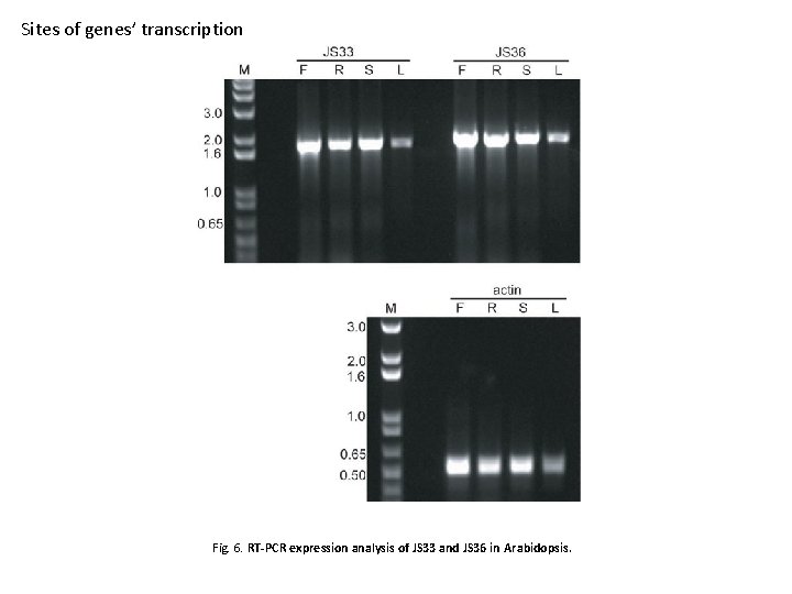 Sites of genes’ transcription Fig. 6. RT-PCR expression analysis of JS 33 and JS