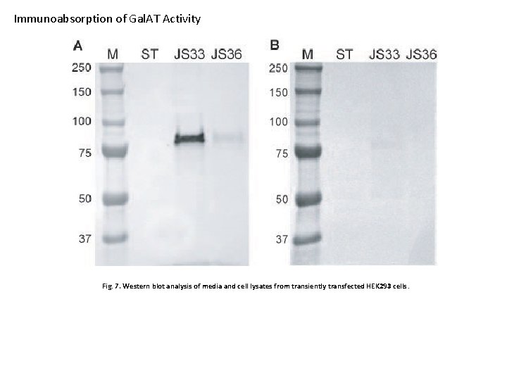 Immunoabsorption of Gal. AT Activity Fig. 7. Western blot analysis of media and cell