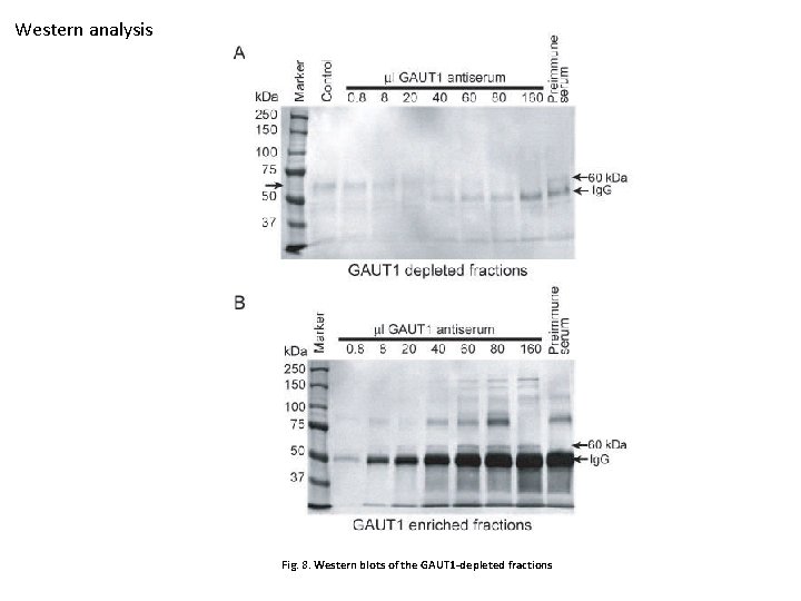 Western analysis Fig. 8. Western blots of the GAUT 1 -depleted fractions 