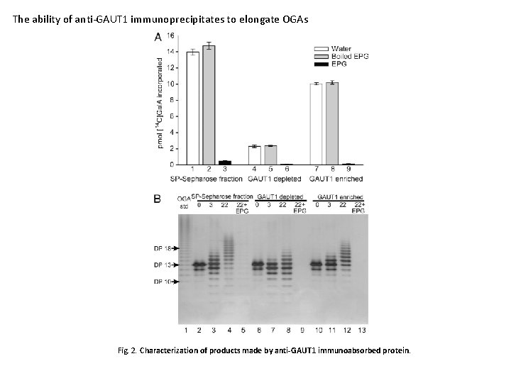 The ability of anti-GAUT 1 immunoprecipitates to elongate OGAs Fig. 2. Characterization of products