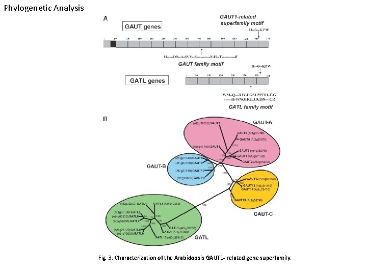 Phylogenetic Analysis Fig. 3. Characterization of the Arabidopsis GAUT 1 - related gene superfamily.