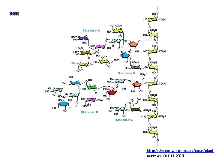 RGII http: //glyconow. nrp. org. uk/page/plant Accessed Oct. 11 2010 