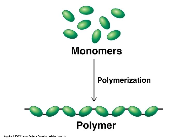 Copyright © 2007 Pearson Benjamin Cummings. All rights reserved. 