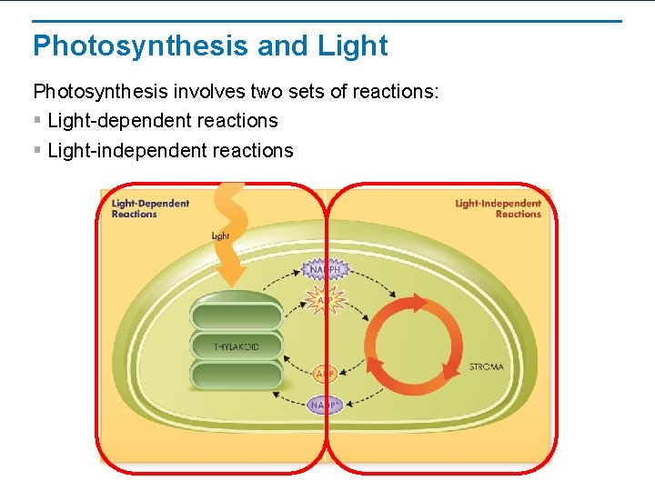 Photosynthesis and Light Photosynthesis involves two sets of reactions: § Light-dependent reactions § Light-independent