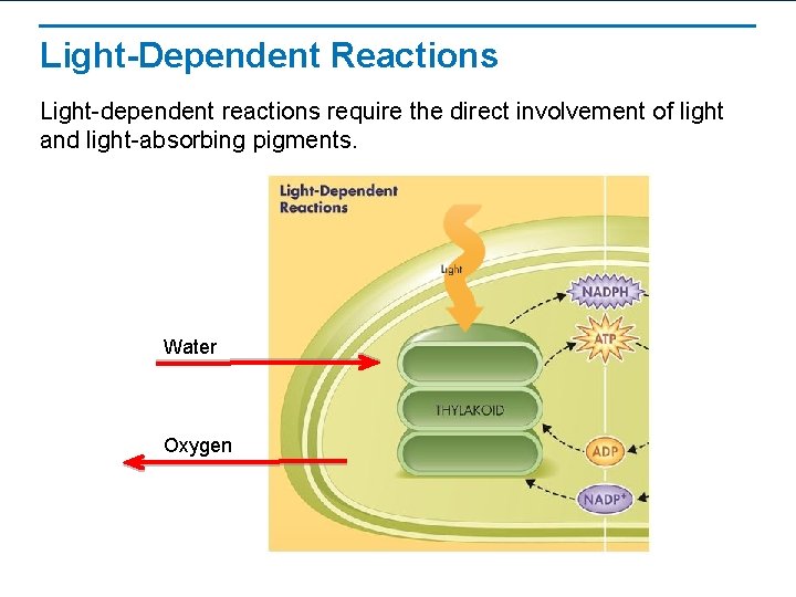 Light-Dependent Reactions Light-dependent reactions require the direct involvement of light and light-absorbing pigments. Water