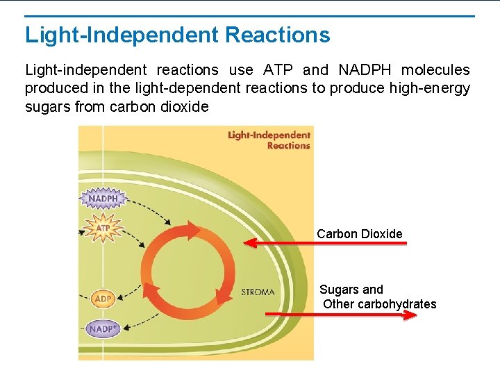 Light-Independent Reactions Light-independent reactions use ATP and NADPH molecules produced in the light-dependent reactions