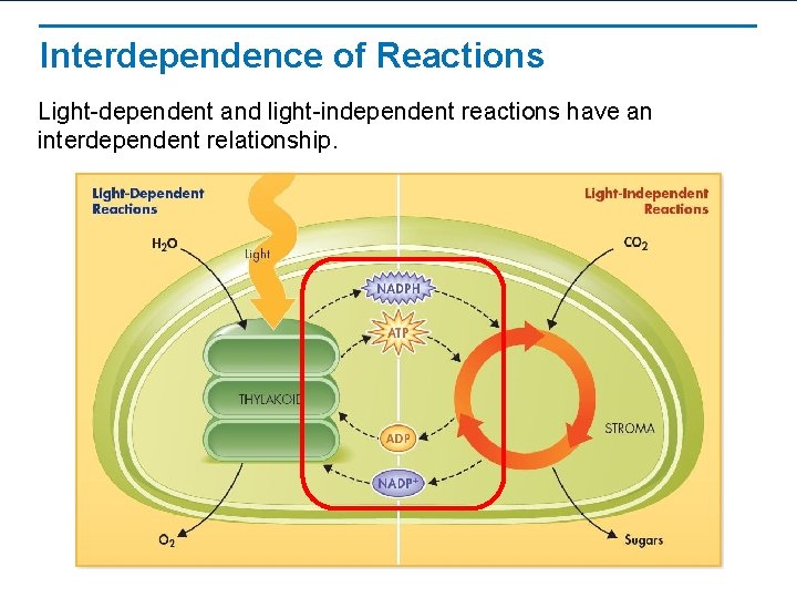 Interdependence of Reactions Light-dependent and light-independent reactions have an interdependent relationship. 