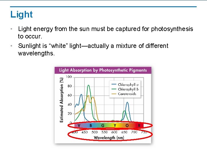 Light • Light energy from the sun must be captured for photosynthesis to occur.