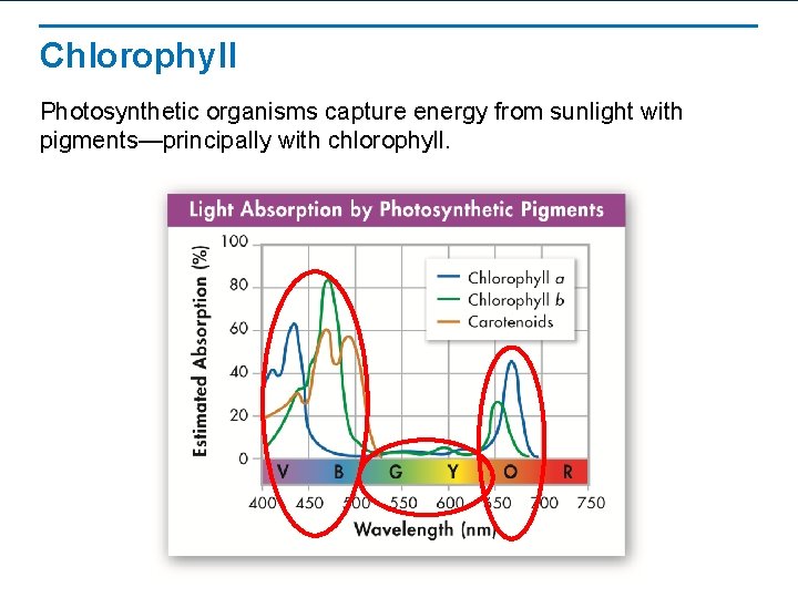 Chlorophyll Photosynthetic organisms capture energy from sunlight with pigments—principally with chlorophyll. 