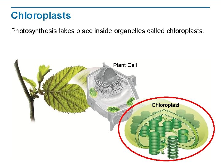 Chloroplasts Photosynthesis takes place inside organelles called chloroplasts. Plant Cell Chloroplast 