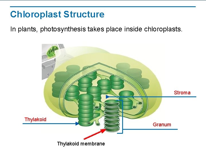 Chloroplast Structure In plants, photosynthesis takes place inside chloroplasts. Stroma Thylakoid Granum Thylakoid membrane