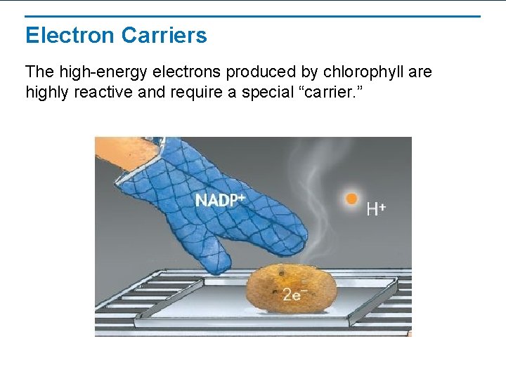 Electron Carriers The high-energy electrons produced by chlorophyll are highly reactive and require a