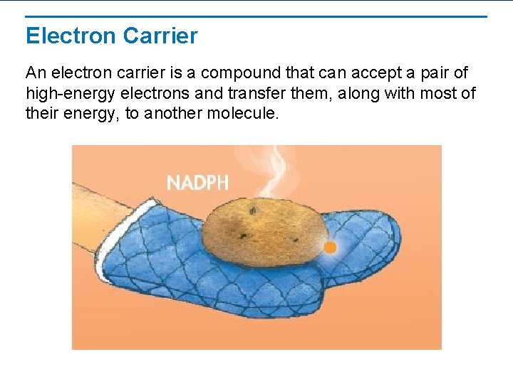 Electron Carrier An electron carrier is a compound that can accept a pair of