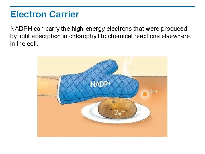 Electron Carrier NADPH can carry the high-energy electrons that were produced by light absorption