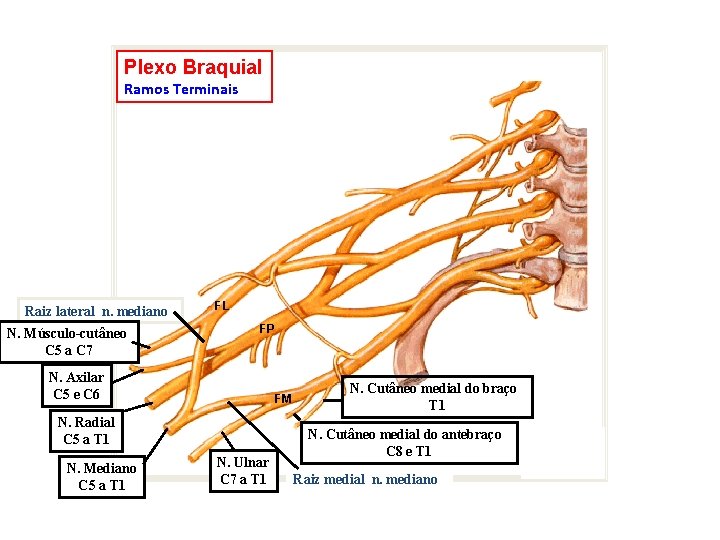 Plexo Braquial Ramos Terminais Raiz lateral n. mediano N. Músculo-cutâneo C 5 a C
