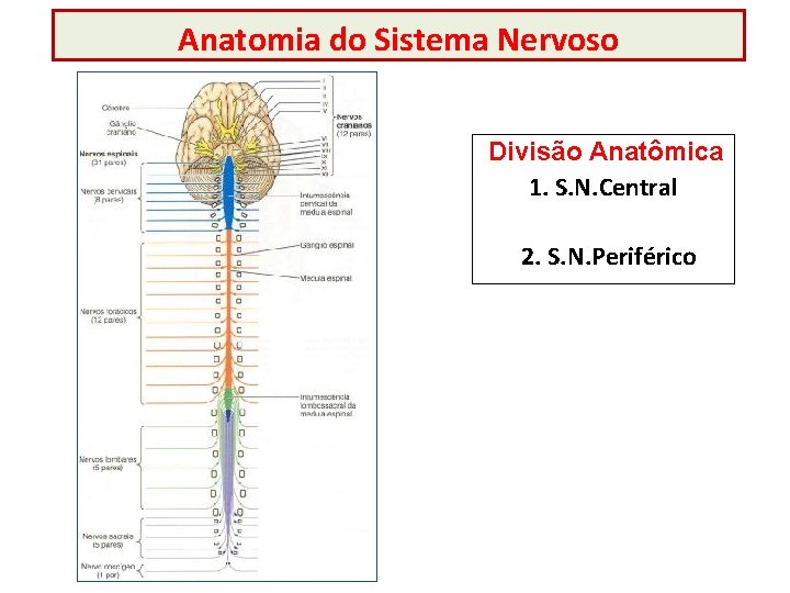 Anatomia do Sistema Nervoso Divisão Anatômica 1. S. N. Central 2. S. N. Periférico