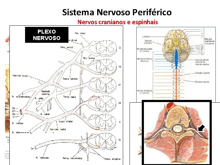Sistema Nervoso Periférico Nervos cranianos e espinhais PLEXO NERVOSO 