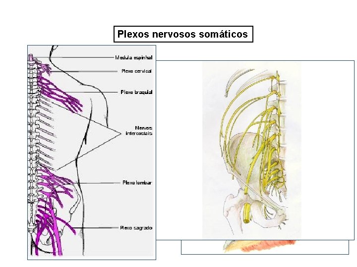 Plexos nervosos somáticos 