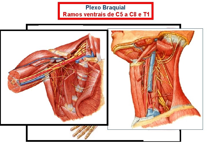 Plexo Braquial Ramos ventrais de C 5 a C 8 e T 1 