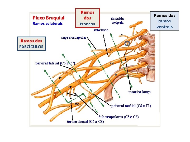 Ramos dos troncos Plexo Braquial Ramos colaterais Ramos dos ramos ventrais dorsal da escápula
