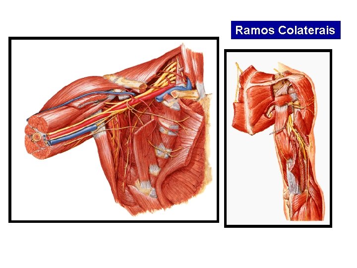 Ramos Colaterais 