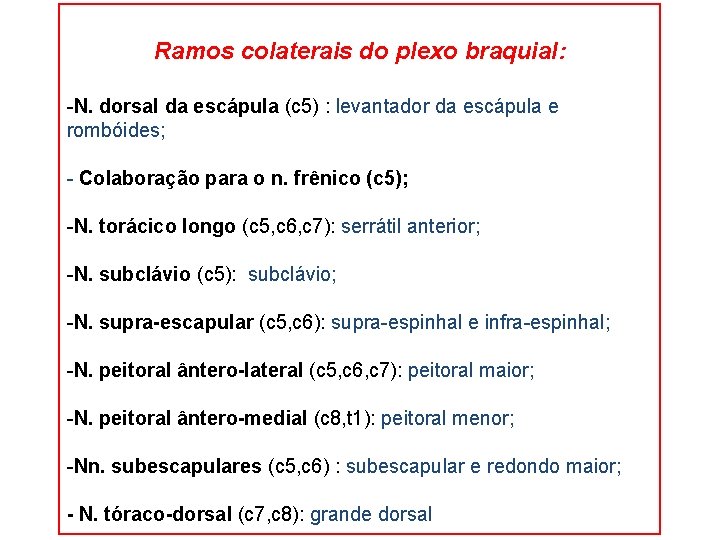 Ramos colaterais do plexo braquial: -N. dorsal da escápula (c 5) : levantador da