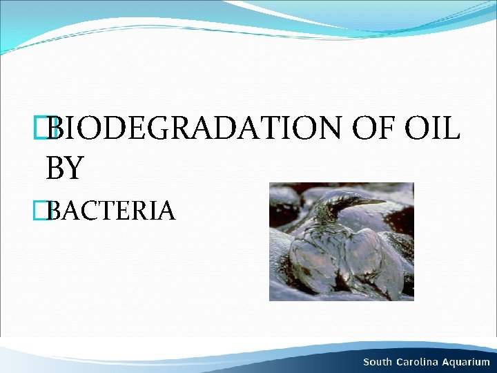 � BIODEGRADATION OF OIL BY �BACTERIA 