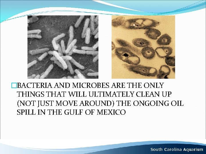 �BACTERIA AND MICROBES ARE THE ONLY THINGS THAT WILL ULTIMATELY CLEAN UP (NOT JUST