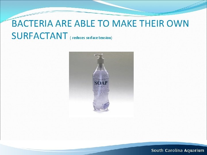 BACTERIA ARE ABLE TO MAKE THEIR OWN SURFACTANT ( reduces surface tension) 