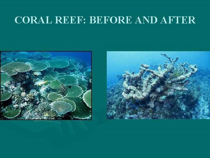 CORAL REEF: BEFORE AND AFTER 