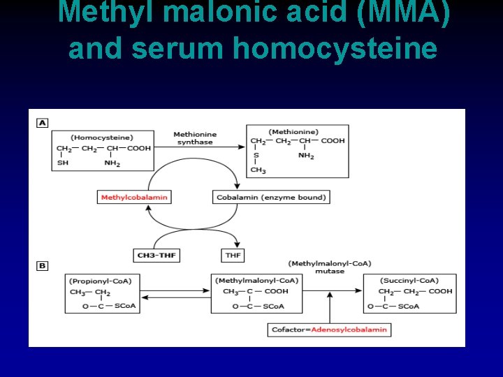 Methyl malonic acid (MMA) and serum homocysteine 