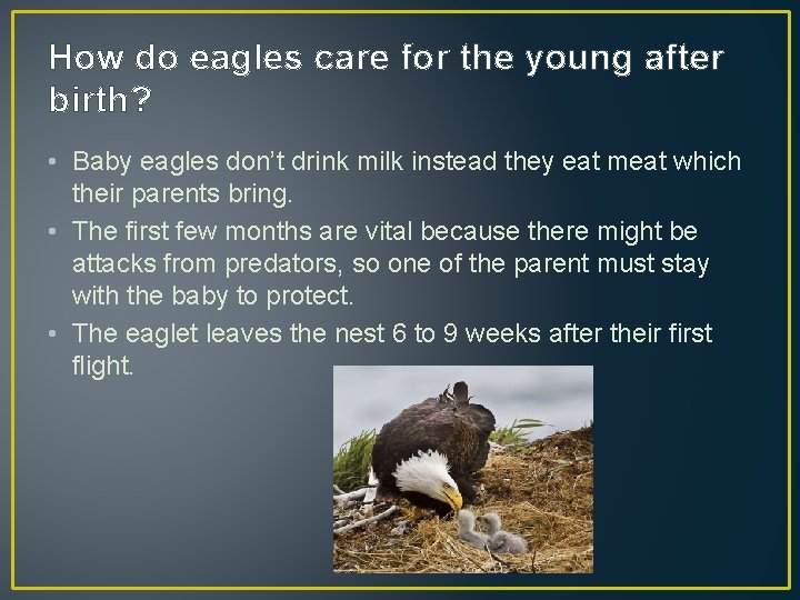 How do eagles care for the young after birth? • Baby eagles don’t drink