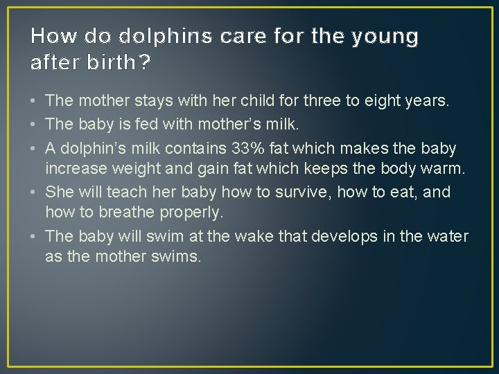 How do dolphins care for the young after birth? • The mother stays with