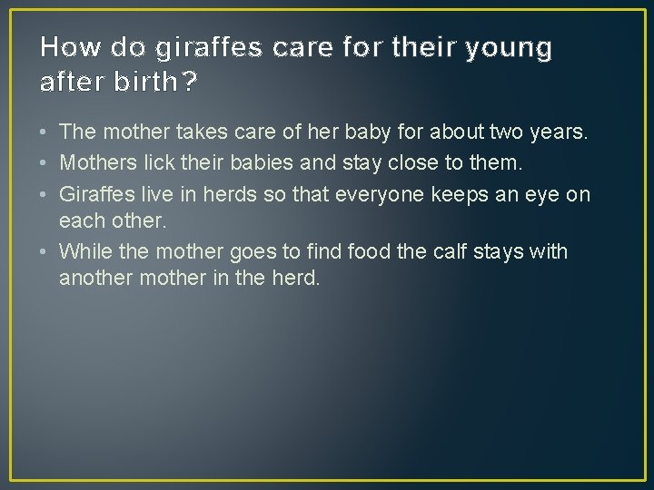How do giraffes care for their young after birth? • The mother takes care