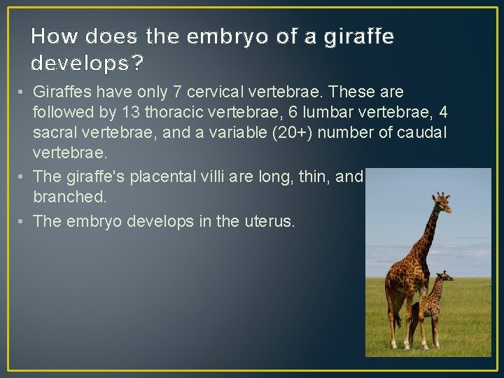 How does the embryo of a giraffe develops? • Giraffes have only 7 cervical