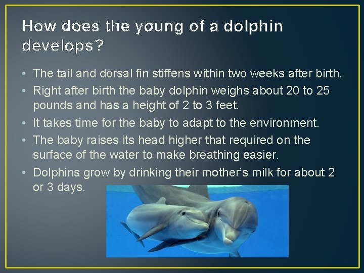 How does the young of a dolphin develops? • The tail and dorsal fin