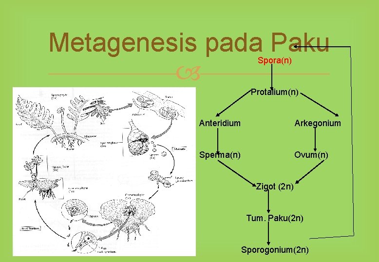Metagenesis pada Paku Spora(n) Protalium(n) Anteridium Arkegonium Sperma(n) Ovum(n) Zigot (2 n) Tum. Paku(2