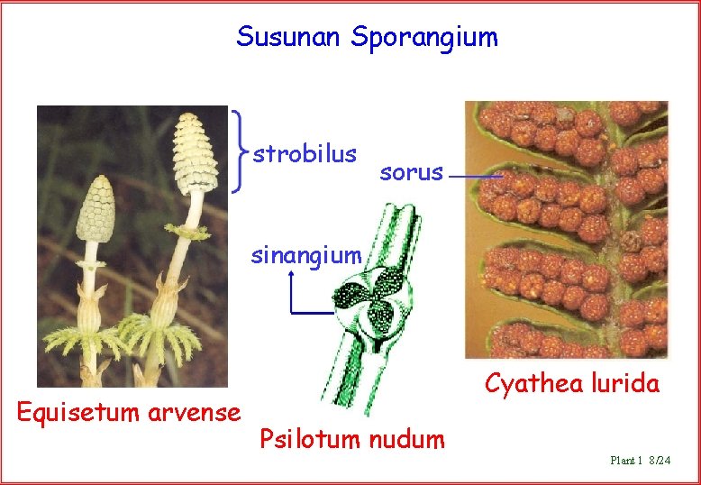 Susunan Sporangium strobilus sorus sinangium Equisetum arvense Cyathea lurida Psilotum nudum Plant 1 8/24