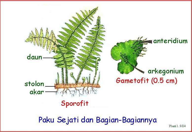 anteridium daun arkegonium Gametofit (0. 5 cm) stolon akar Sporofit Paku Sejati dan Bagian-Bagiannya