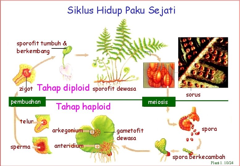 Siklus Hidup Paku Sejati sporofit tumbuh & berkembang zigot Tahap diploid pembuahan sporofit dewasa