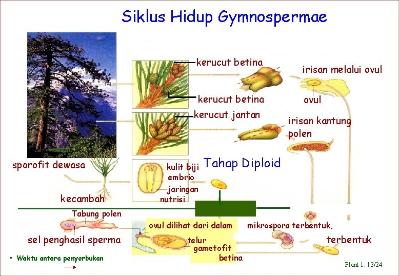 Siklus Hidup Gymnospermae kerucut betina kerucut jantan sporofit dewasa kecambah kulit biji embrio jaringan